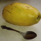 Chinese-Quince (Pseudocydonia Sinensis), 3 scion Cuttings Grafting