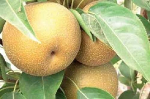Orient pear, 3 fresh scion cuttings for grafting