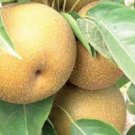 Orient pear, 3 fresh scion cuttings for grafting