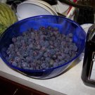 6 cuttings of Concord grape, dormant, no roots, no leaves