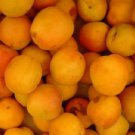 3 scion cuttings of Chinese Mormon Apricot Semi Dwarf for Grafting