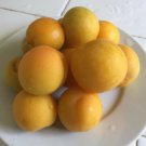 Flavorella Plumcot Interspecific 3 scion cuttings for grafting