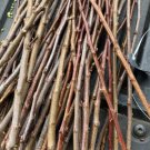 Burbank Plumcot 6 scion cuttings for grafting, shipped wrapped in wet media