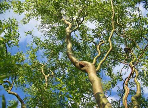 Corkscrew Willow Tree Twisted limbs, 1 year old plant