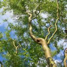 Corkscrew Willow Tree Twisted limbs, 1 year old plant