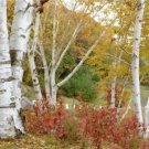 Paper Birch (Betula papyrifera), 1-2' tall dormant plant