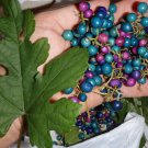 Porcelaine grape vine live plant, Ampelopsis hardy liana blue rare berries 1y.o.