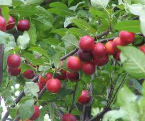 Prunus cerasifera 1-2 year old plant well rooted, sent bare root, cherry plum