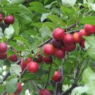 Prunus cerasifera 1-2 year old plant well rooted, sent bare root, cherry plum
