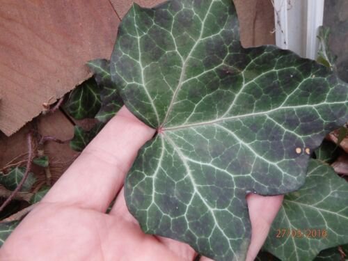 Ivy Hedera helix rooted plant - Baltic Ivy or Baltica, rare unique pattern/color