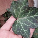 Ivy Hedera helix rooted plant - Baltic Ivy or Baltica, rare unique pattern/color