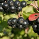 Aronia melanocarpa - Black chokeberry, 1 year old plant