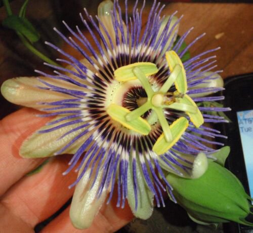 Passiflora Caerulea 15 cuttings, Blue Passion flower vine, 6-8 inches long each