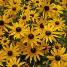 One Black Eyed Susan Rudbeckia Fulgida 1 year old dormant plant