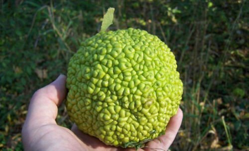 Maclura pomifera, 2 year old. (Osage Orange) bare root plant