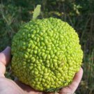Maclura pomifera, 2 year old. (Osage Orange) bare root plant