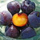 3 scion cuttings of Spring Satin Plumcot, dormant