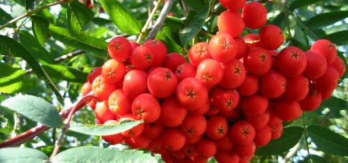 One European Mountain Ash (Sorbus aucuparia) 1-2 year old tree, 12 inches tall.