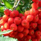 One European Mountain Ash (Sorbus aucuparia) 1-2 year old tree, 12 inches tall.