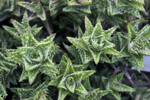 Aloe juvenna 