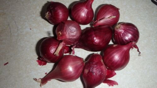 10 Red Pearl Onion bulbs, Organic, Heirloom, Rare