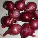 10 Red Pearl Onion bulbs, Organic, Heirloom, Rare