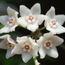 Hoya Shepherdii starter plant, well rooted, sent with the pot, Wax plant