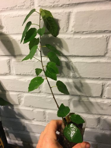Ficus Fred Boutin, rooted plant 1 year old