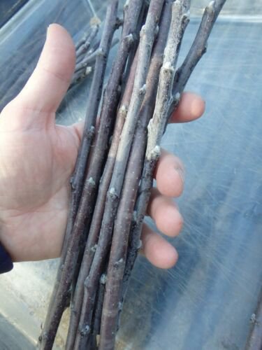 Ark black (Arkansas) apple 3 scion cuttings for grafting