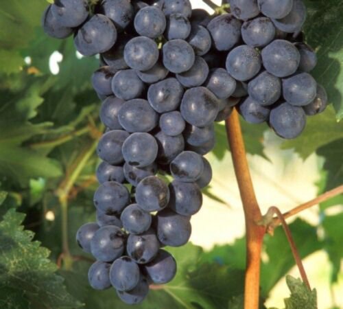 Fredonia grape, 6 scion cuttings, dormant, no roots, no leaves