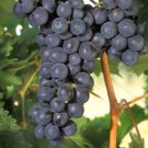 Fredonia grape, 6 scion cuttings, dormant, no roots, no leaves