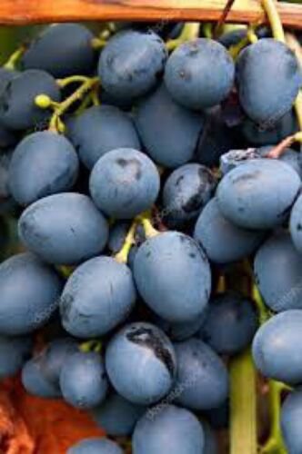 Moldova grape, 6 scion cuttings, dormant, no roots, no leaves