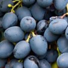 Moldova grape, 6 scion cuttings, dormant, no roots, no leaves