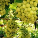 Augustine Pleven Resistant grape, 6 scion cuttings, dormant, no roots, no leaves