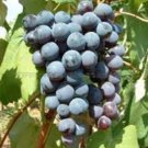 New York Muscat grape, 6 scion cuttings, dormant, no roots, no leaves