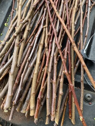 Hesse plumcot 3 scion cuttings dormant for grafting