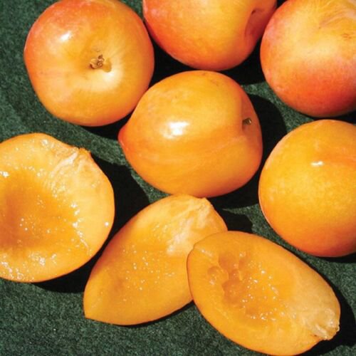Splash pluot, 3 dormant scion cuttings for grafting