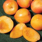 Splash pluot, 3 dormant scion cuttings for grafting