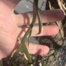 3 scion cuttings Trifoliate Orange (Poncirus trifoliata) ""Flying Dragon""