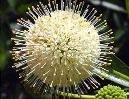 Buttonbush (Cephalanthus occidentalis) 2 year old plant