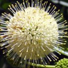 Buttonbush (Cephalanthus occidentalis) 2 year old plant