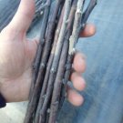 3 scion cuttings of Apple tree 