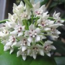 Hoya Keysii (Hoya australis) 1yo plant with 5-6 leaves well rooted