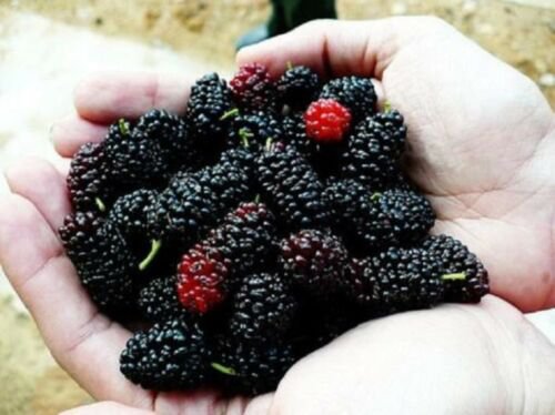Black Mulberry (Morus nigra) 2 year old plant, bare root 14-18 inches tall