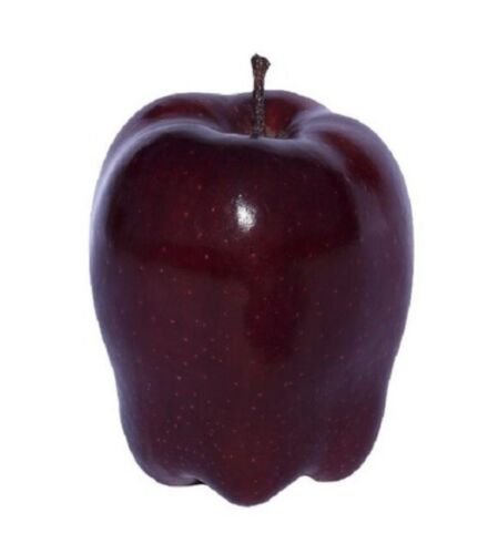 Red Delicious Apple 3 dormant scion cuttings for grafting