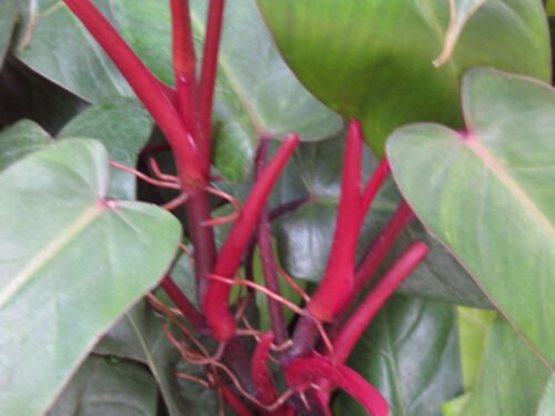 Philodendron Red Emerald (Philodendron Erubescens), 1 year old starter plant