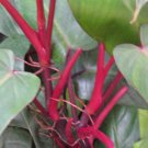 Philodendron Red Emerald (Philodendron Erubescens), 1 year old starter plant