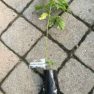 1 plant of ""Boxelder"", 1 year old