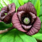 2 (TWO) Pawpaw plants, Asimina triloba (poor man's banana), 6-12