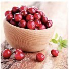 1 plant Stevens Cranberry (Vaccinium Macrocarpon) 1 year old